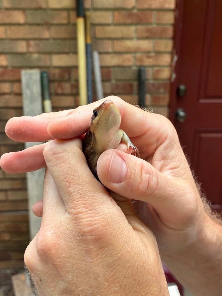 Broadhead Skink being held in two hands