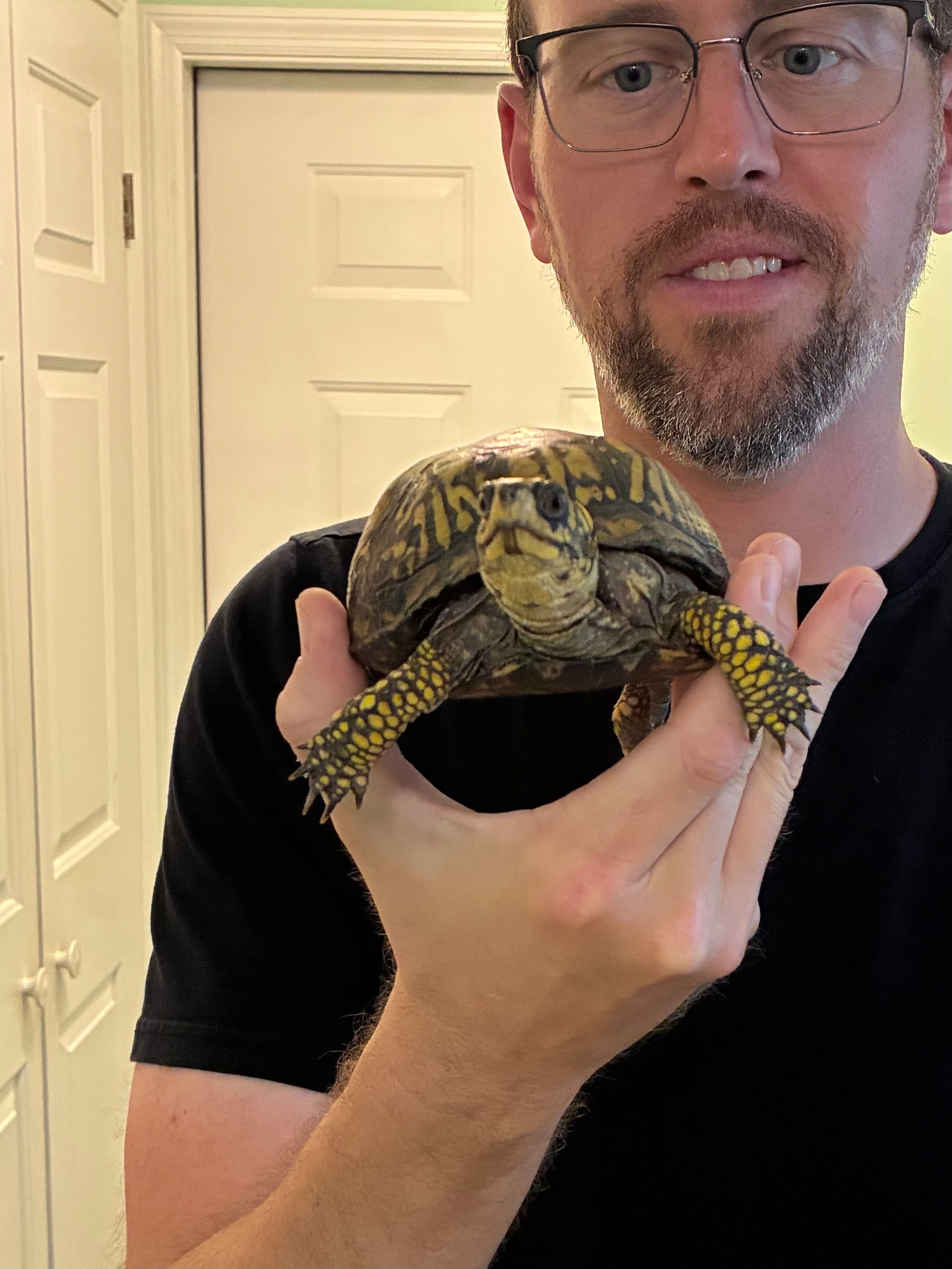 Eastern Box Turtle being held in a hand